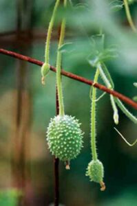 Growing Burr Gherkins Image